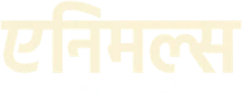 Animals — Title artwork 12
